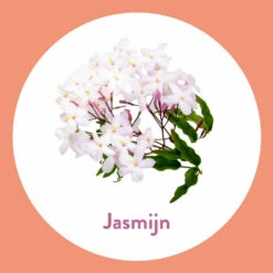 6x Dettol Handzeep Antibacterieel Jasmijn -Plein 1014563 3