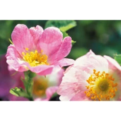 Weleda Oogcontour Crème Wilde Rozen -Plein 133007 3