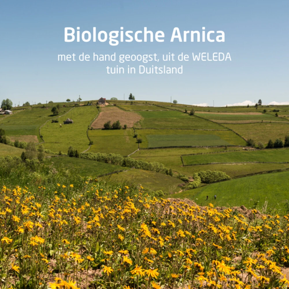 Weleda Massageolie Arnica Sport 6 Weleda Massageolie Arnica Sport - Afbeelding 4