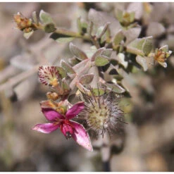 3x Weleda Tandvleesbalsem 7 3x Weleda Tandvleesbalsem -Plein 133063 3