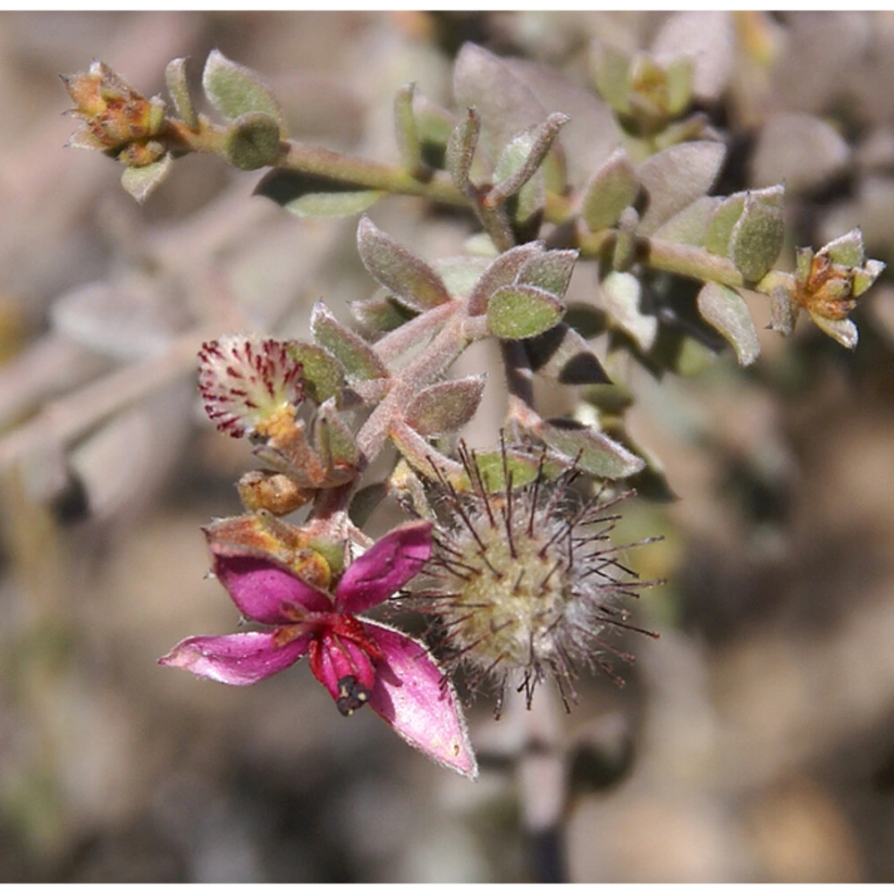 3x Weleda Tandvleesbalsem 5 3x Weleda Tandvleesbalsem - Afbeelding 3