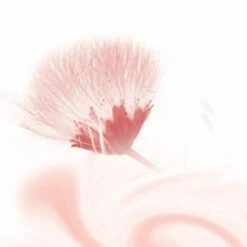 6x Kneipp Douchecreme Silky Secret 8 6x Kneipp Douchecreme Silky Secret -Plein 975259 3